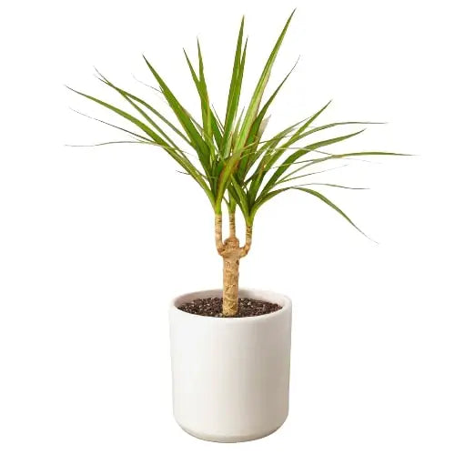 Dracaena Marginata Cane Plant - House Plant Shop