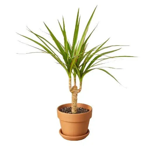Dracaena Marginata Cane Plant - House Plant Shop
