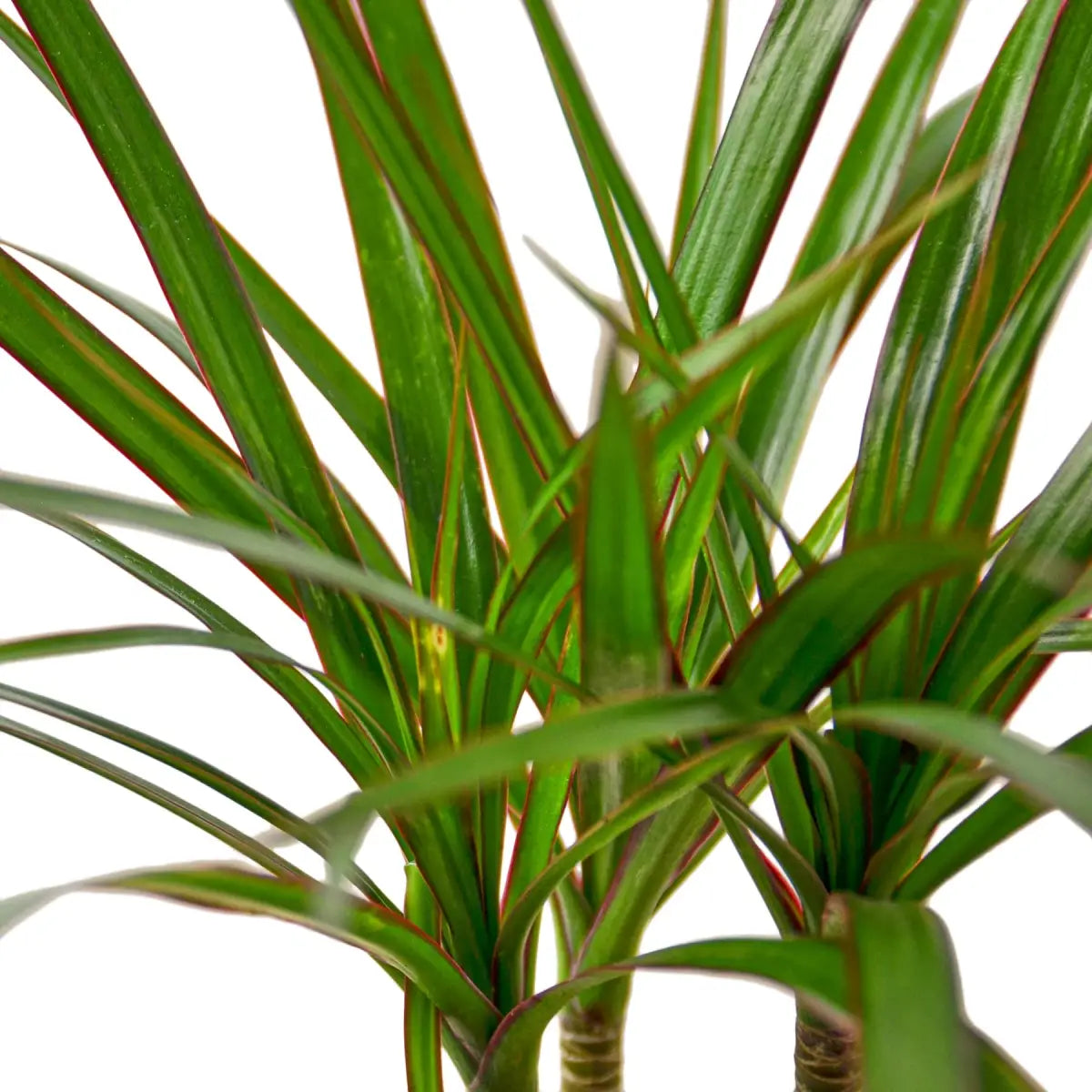 Dracaena Marginata Cane Plant - 4’’ Pot / Nursery Pot - House Plant Shop