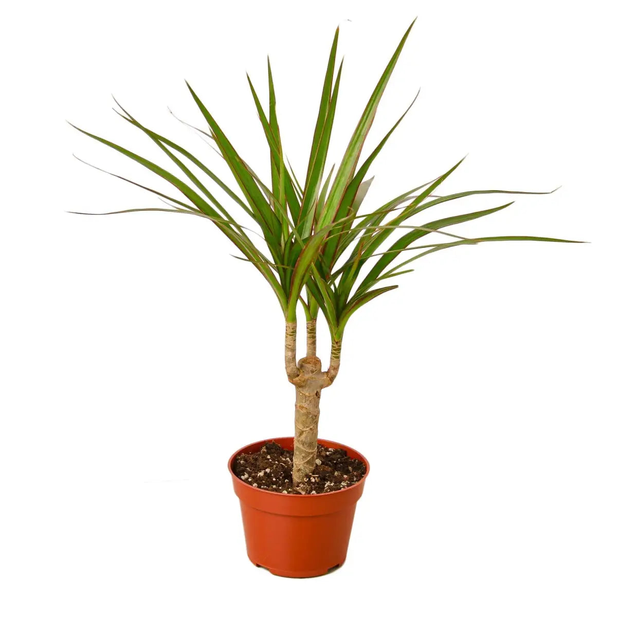 Dracaena Marginata Cane Plant - House Plant Shop