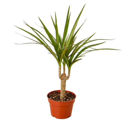 Dracaena Marginata Cane Plant - House Plant Shop