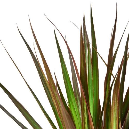Dracaena Plant - ’Marginata Magenta’ - 4’’ Pot - House Plant Shop