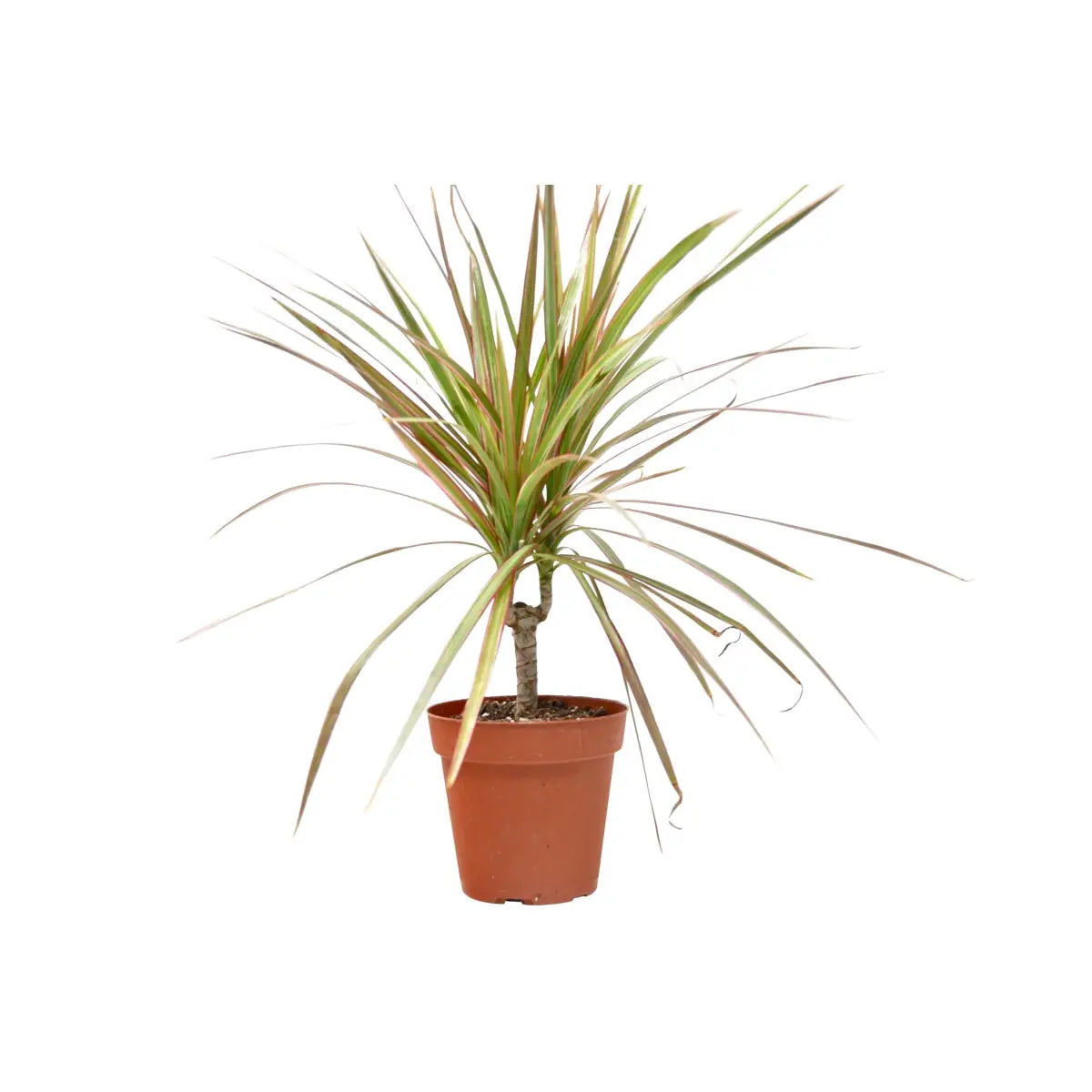 Dracaena Plant - ’Red Margined’ - 4’’ Pot - 4’’ Pot - House Plant Shop