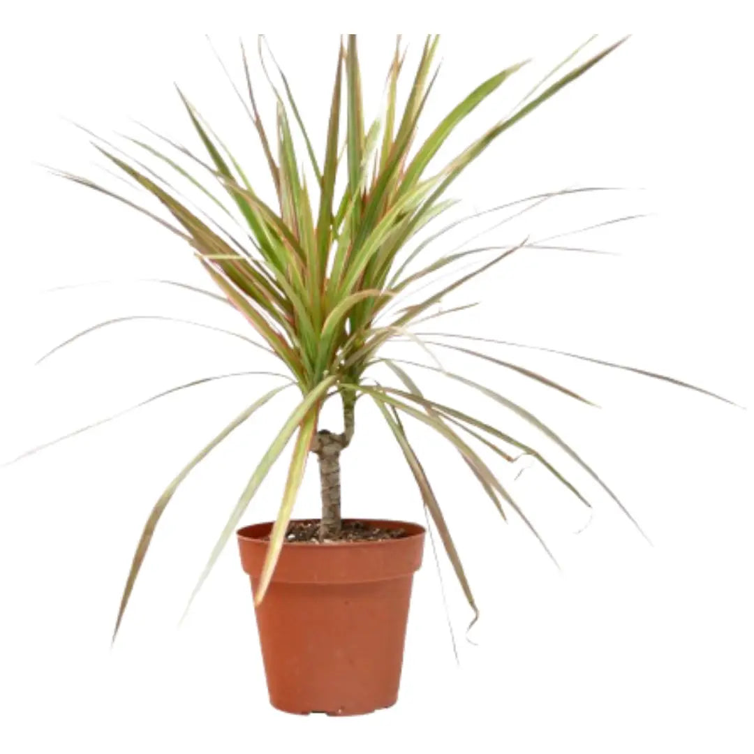 Dracaena Plant - ’Red Margined’ - 4’’ Pot - 4’’ Pot - House Plant Shop