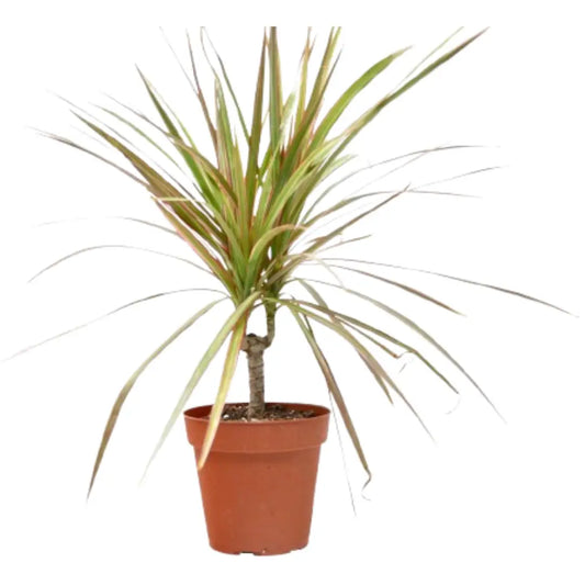 Dracaena Plant - ’Red Margined’ - 4’’ Pot - 4’’ Pot - House Plant Shop