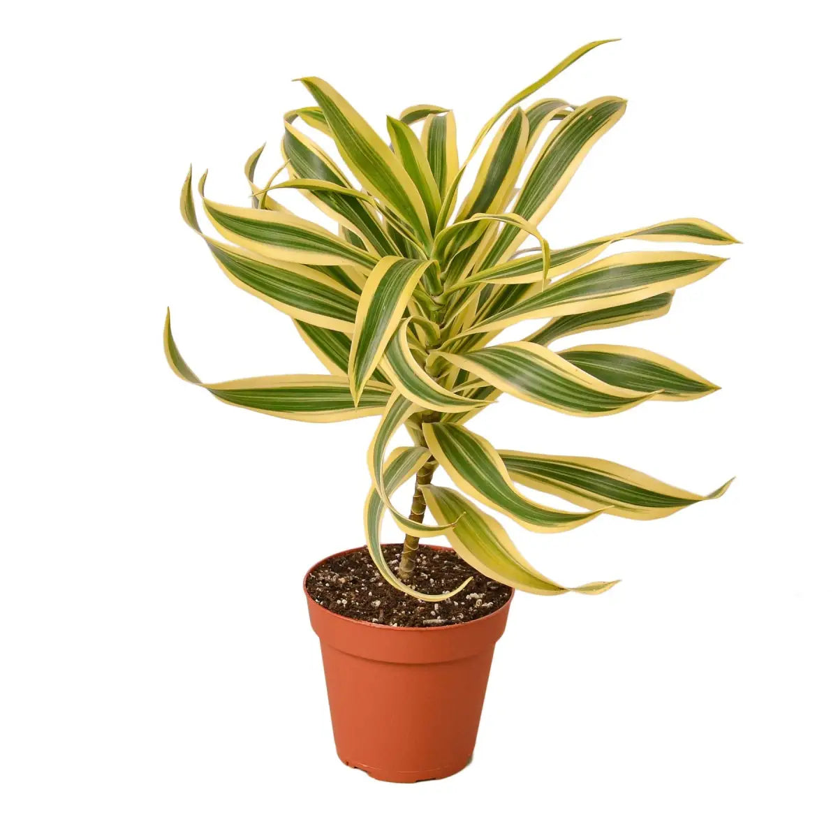 Dracaena Plant - ’Song of India’ - House Plant Shop