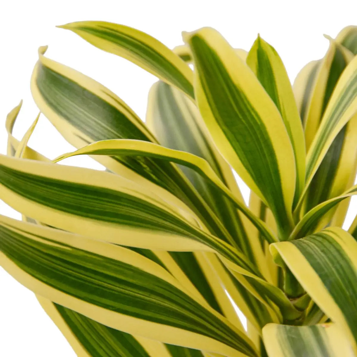 Dracaena Plant - ’Song of India’ - 4’’ Pot / Nursery Pot - House Plant Shop