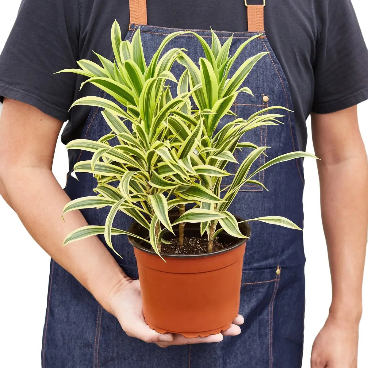 Dracaena Plant - ’Song of India’ - House Plant Shop