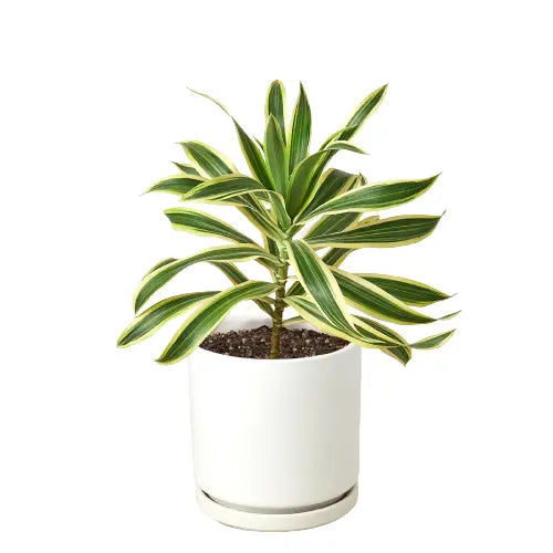 Dracaena Plant - ’Song of India’ - House Plant Shop