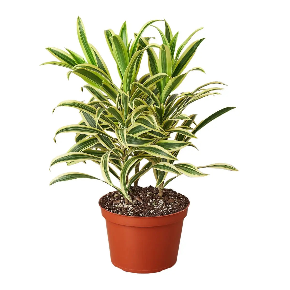 Dracaena Plant - ’Song of India’ - House Plant Shop
