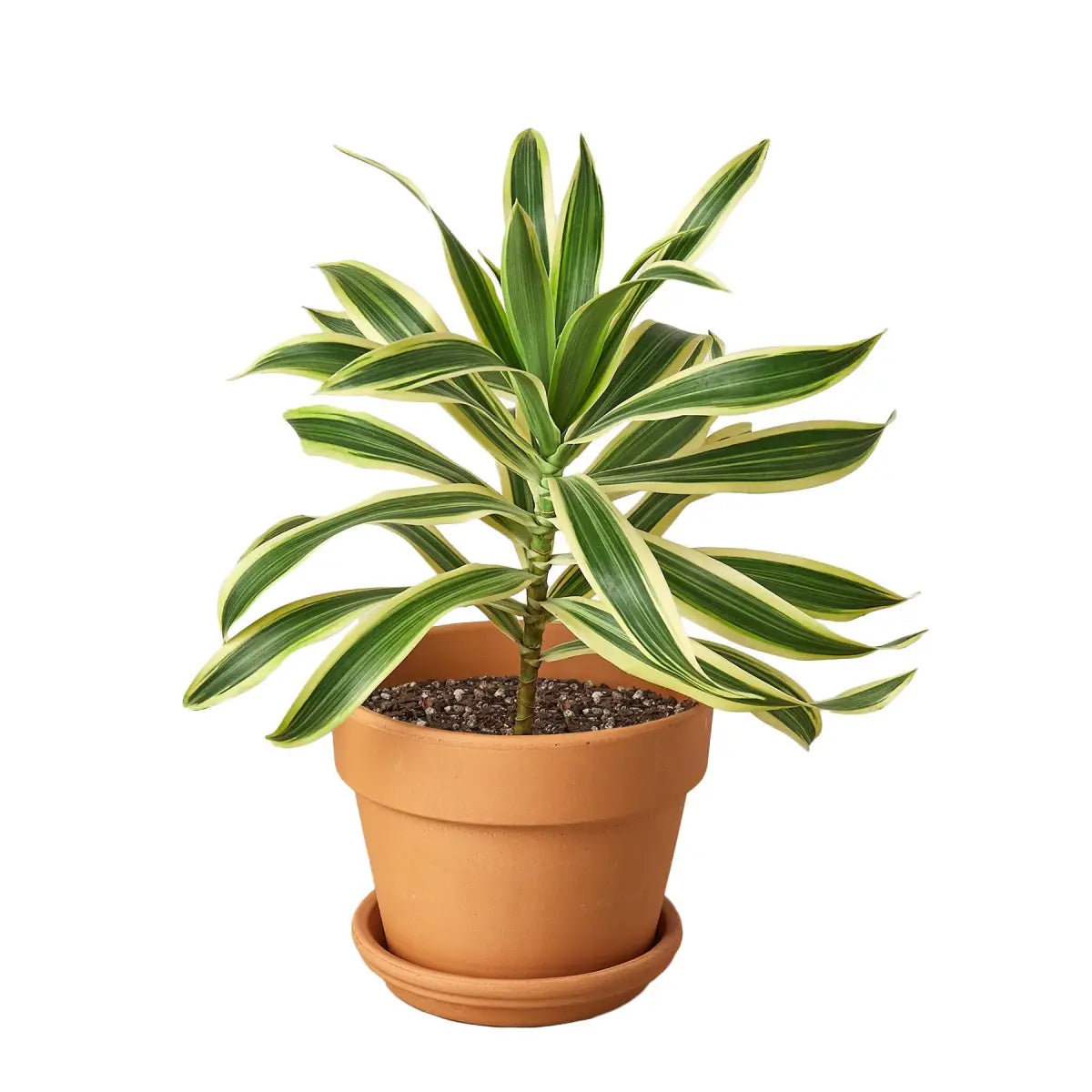Dracaena Plant - ’Song of India’ - House Plant Shop