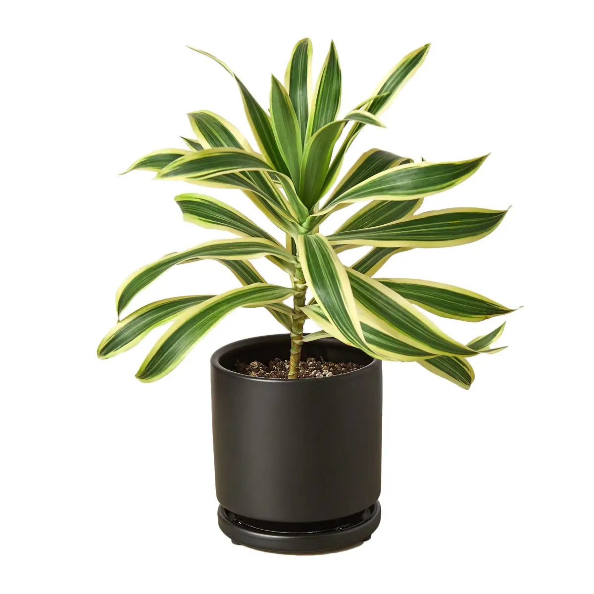 Dracaena Plant - ’Song of India’ - House Plant Shop