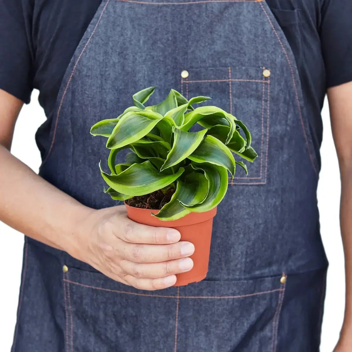 Dracaena ’Tornado’ Plant - House Plant Shop