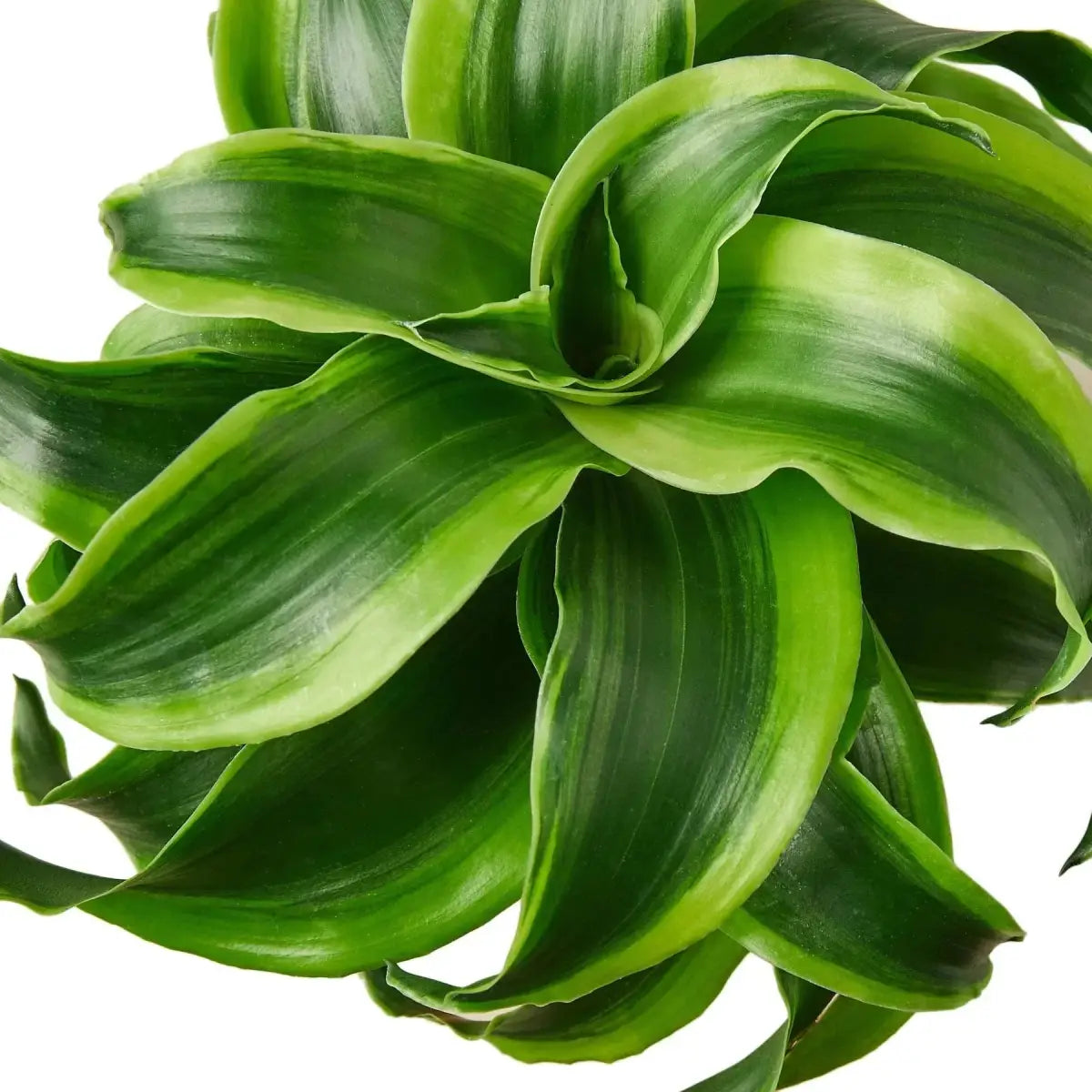 Dracaena ’Tornado’ Plant - 4’’ Pot - House Plant Shop