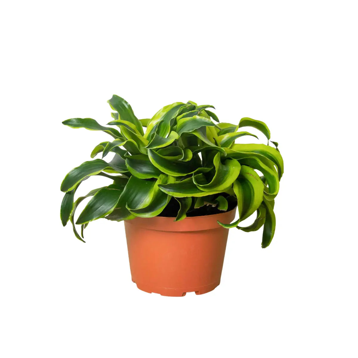 Dracaena ’Tornado’ Plant - House Plant Shop