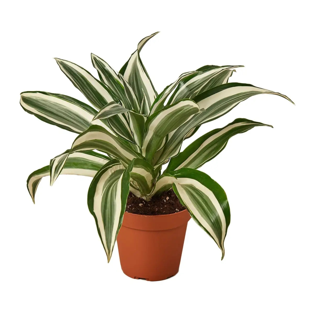 Dracaena Plant - ’Warneckii White Jewel’ - 4’’ Pot - House Plant Shop