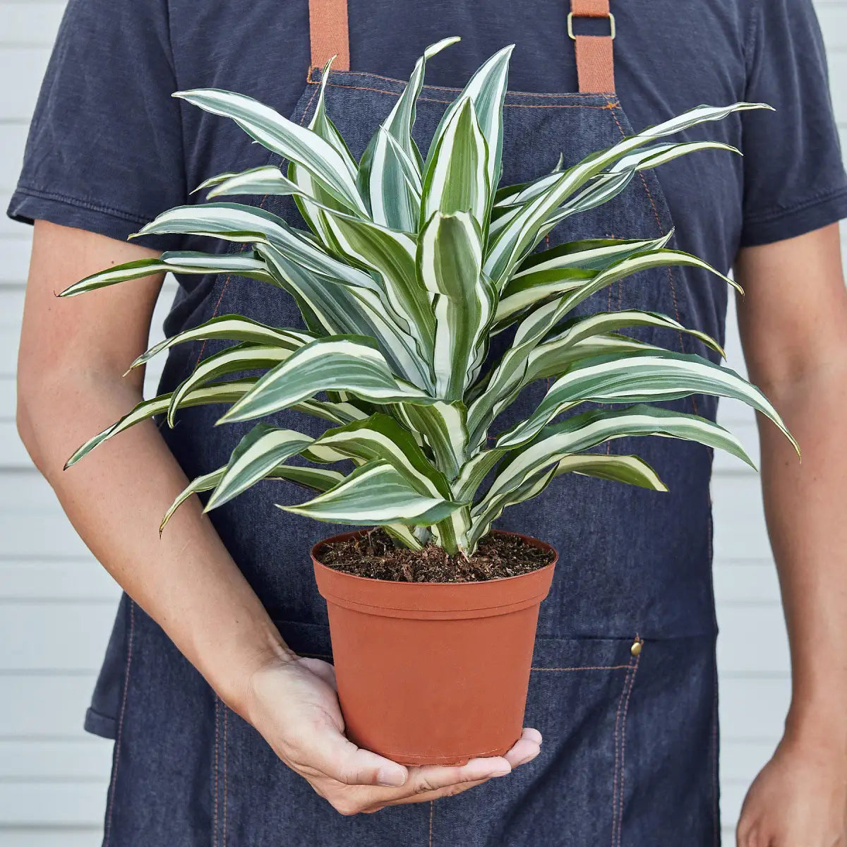 Dracaena Plant - ’Warneckii White Jewel’ - House Plant Shop