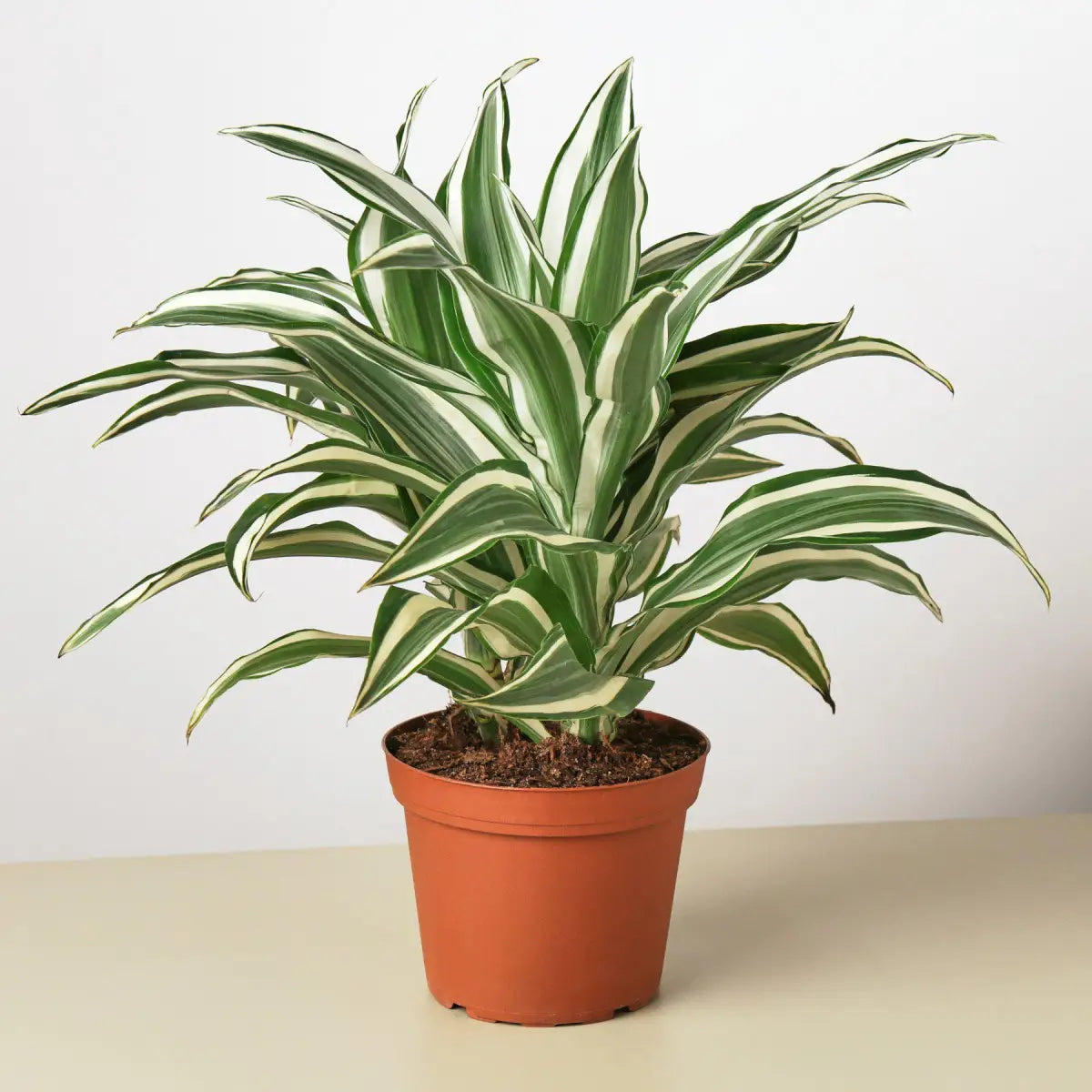 Dracaena Plant - ’Warneckii White Jewel’ - House Plant Shop