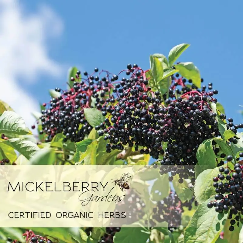 Herbal Honey Tonic - Elderberry - Immunity - Mickelberry Gardens