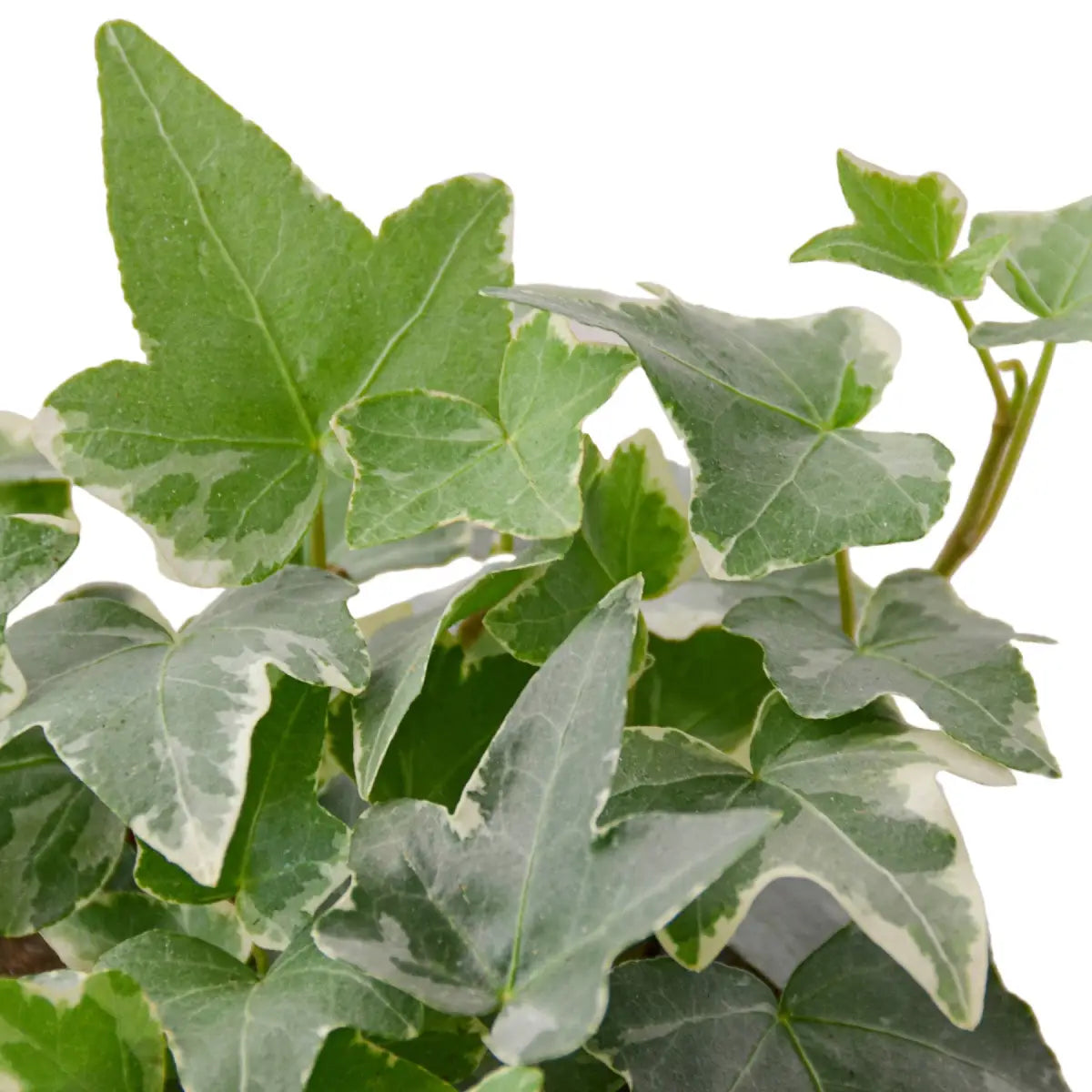 English Ivy Plant - ’Glacier’ - House Plant Shop
