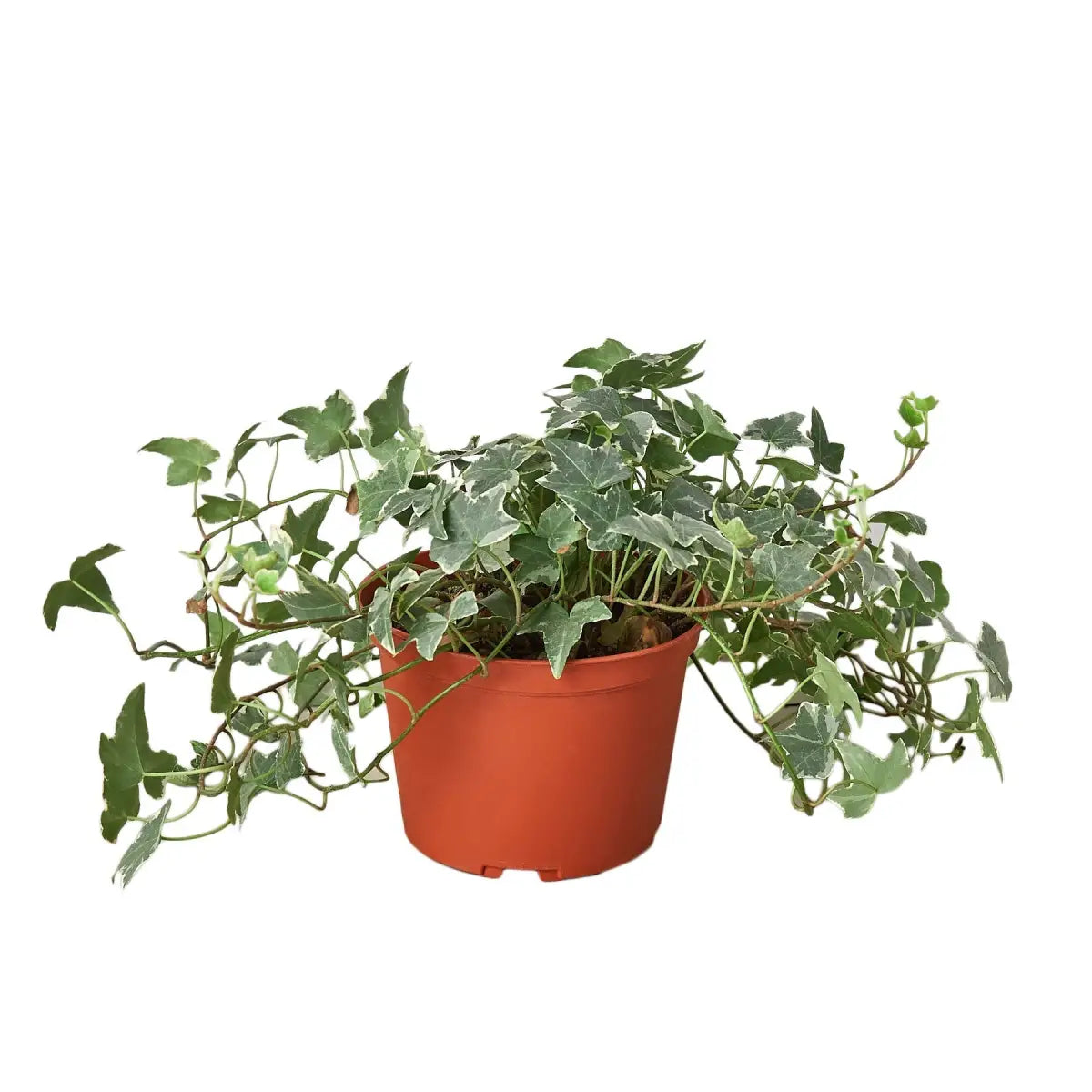 English Ivy Plant - ’Glacier’ - House Plant Shop