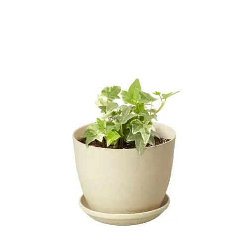 English Ivy Plant - ’Glacier’ - House Plant Shop