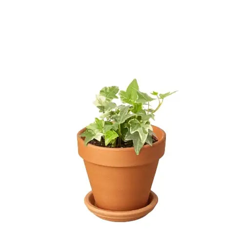 English Ivy Plant - ’Glacier’ - House Plant Shop