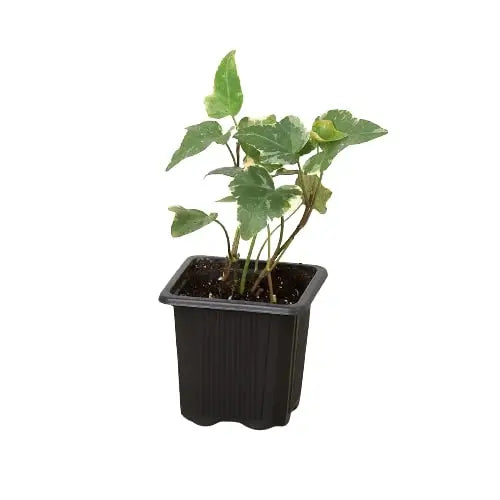 English Ivy Plant - ’Glacier’ - House Plant Shop