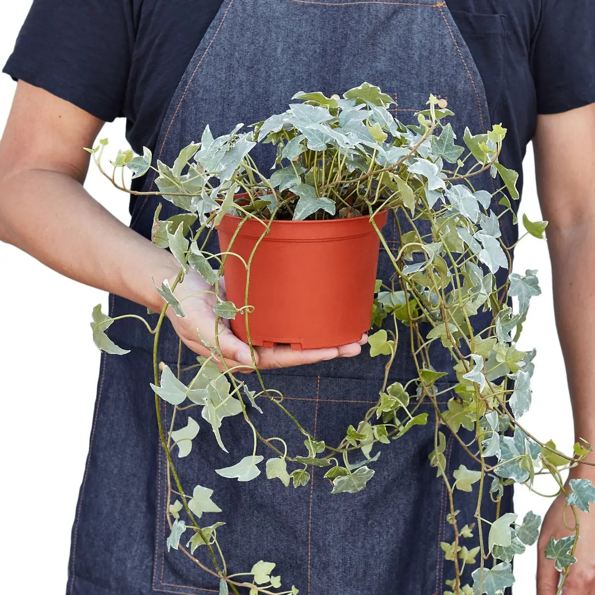 English Ivy Plant - ’Glacier’ - House Plant Shop