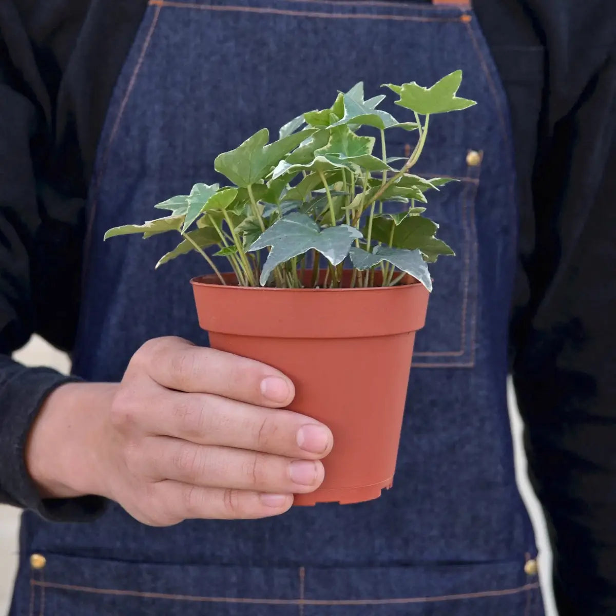 English Ivy Plant - ’Glacier’ - House Plant Shop