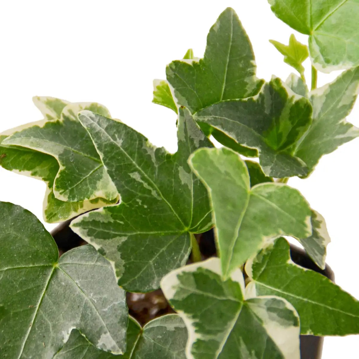 English Ivy Plant - ’Glacier’ - 3’’ Pot / Nursery Pot - House Plant Shop