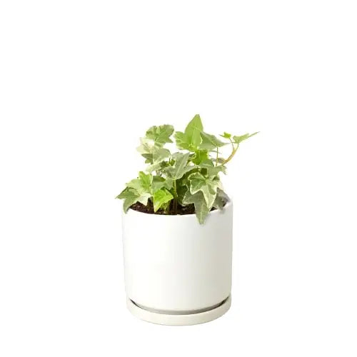 English Ivy Plant - ’Glacier’ - House Plant Shop