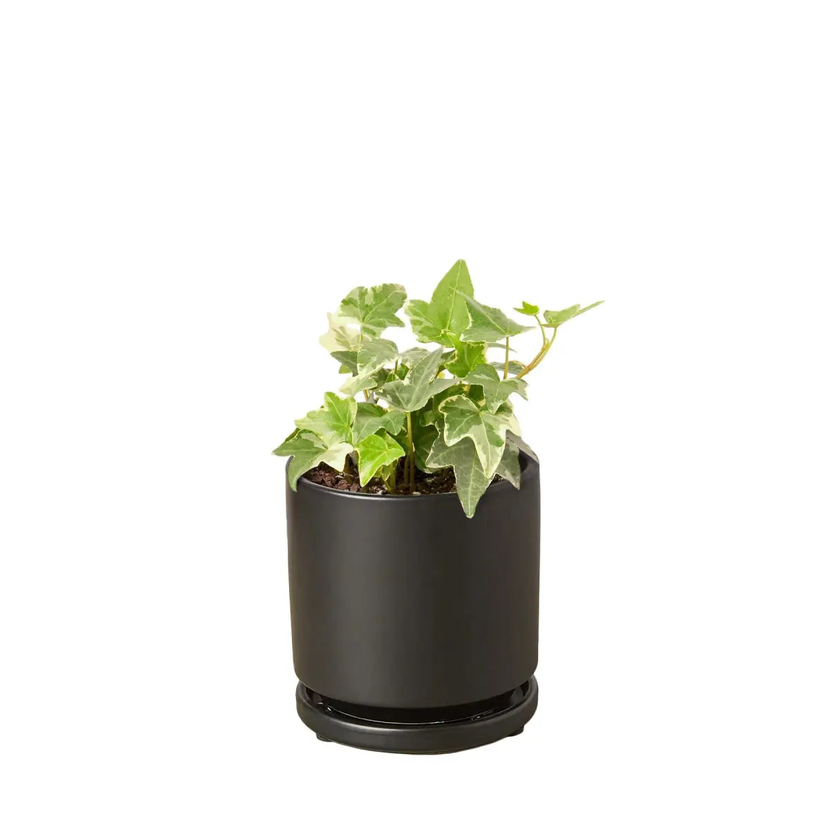 English Ivy Plant - ’Glacier’ - House Plant Shop