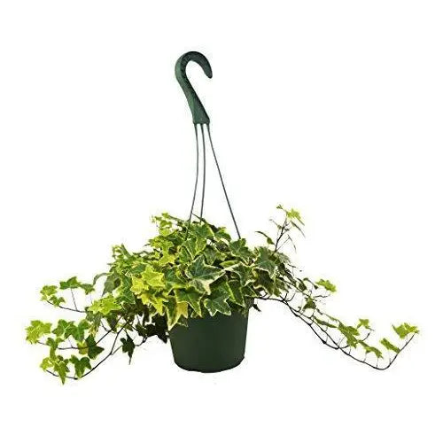 English Ivy Plant - Gold Child - House Plant Shop