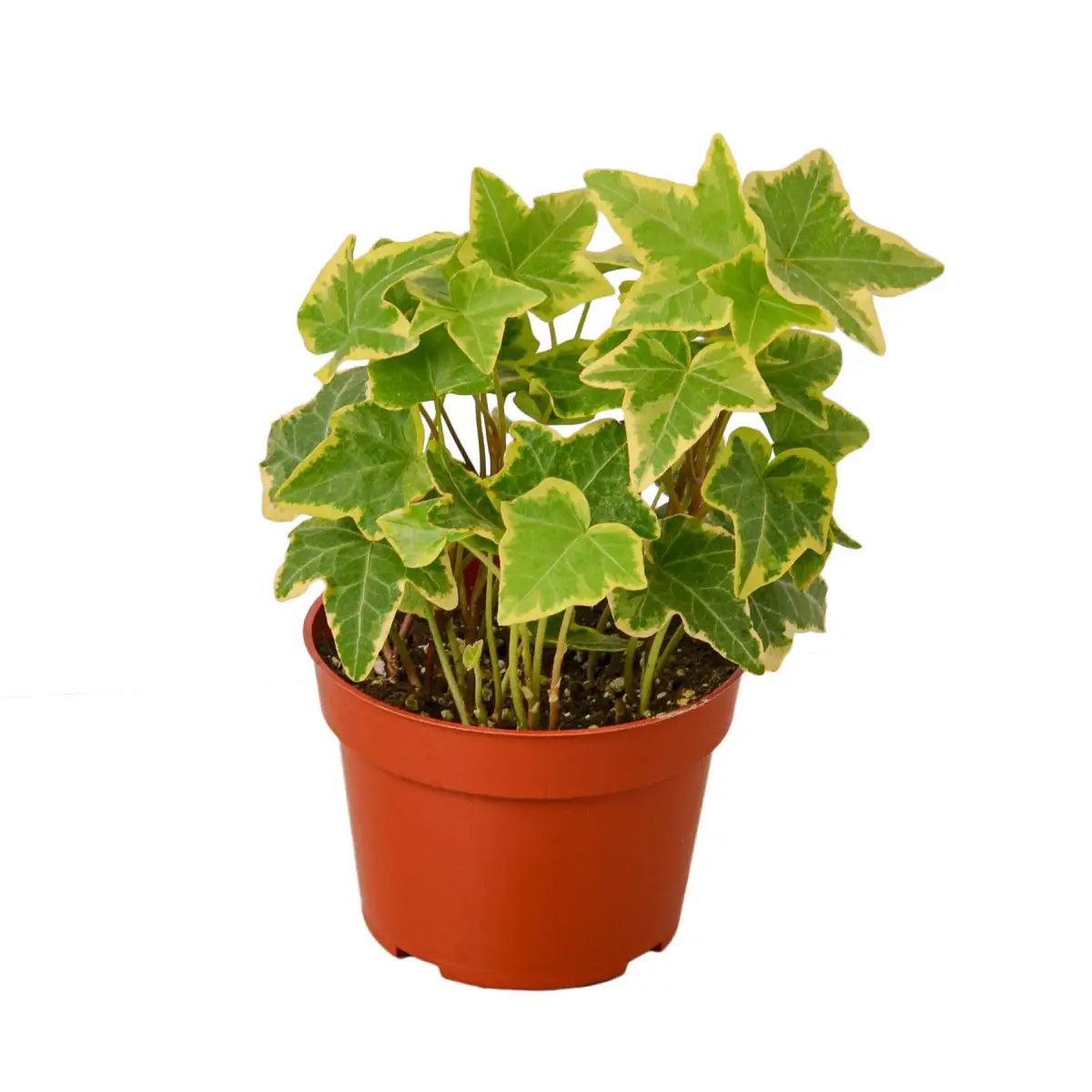 English Ivy Plant - Gold Child - House Plant Shop