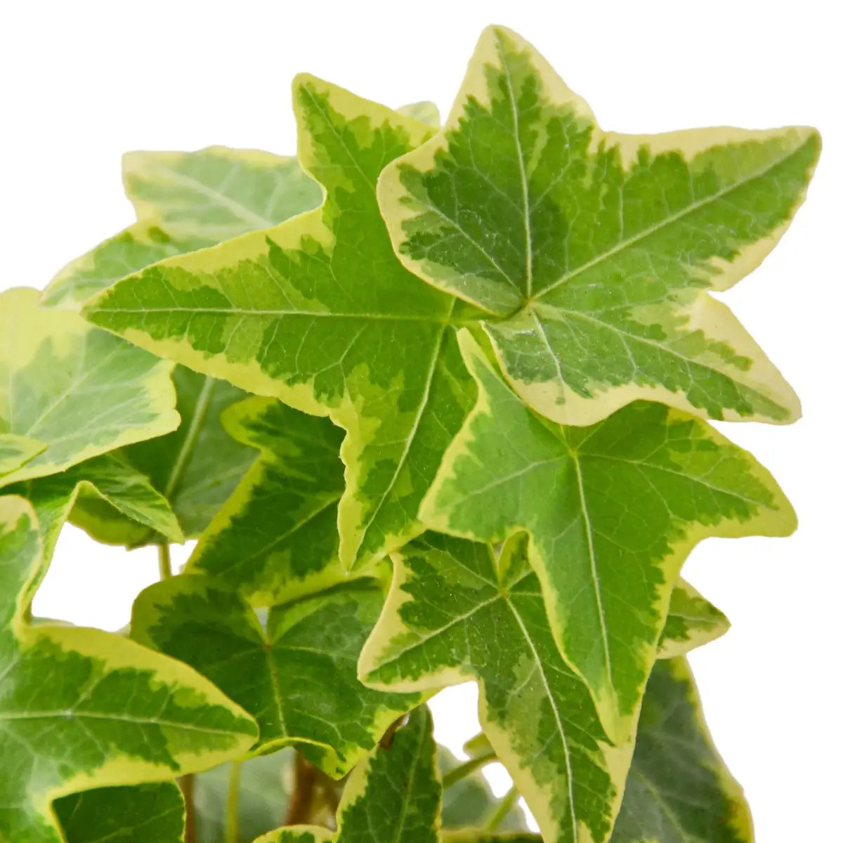 English Ivy Plant - Gold Child - 3’’ Pot - House Plant Shop