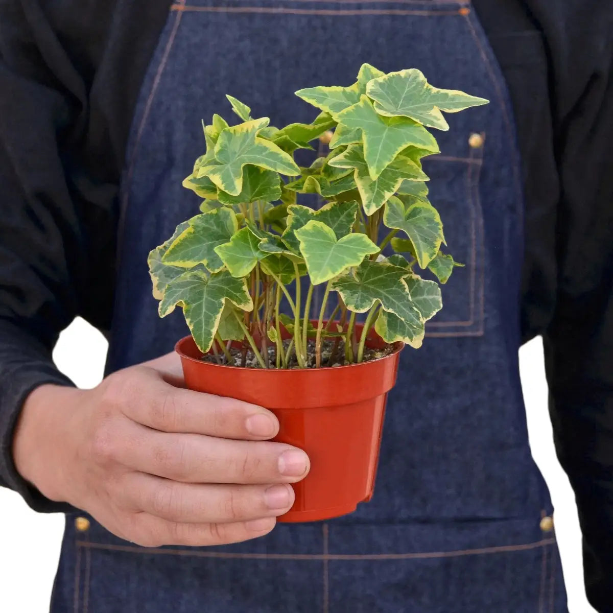 English Ivy Plant - Gold Child - House Plant Shop