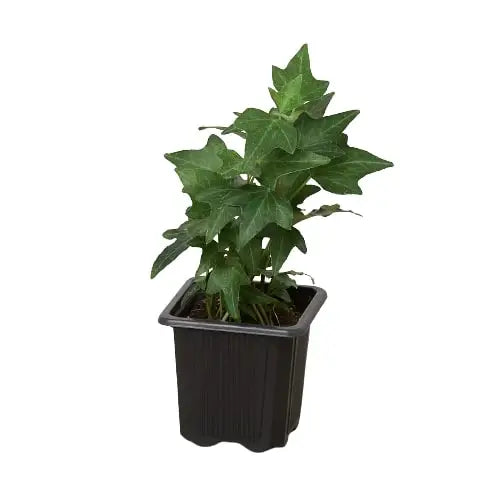 English Ivy Green California - House Plant Shop