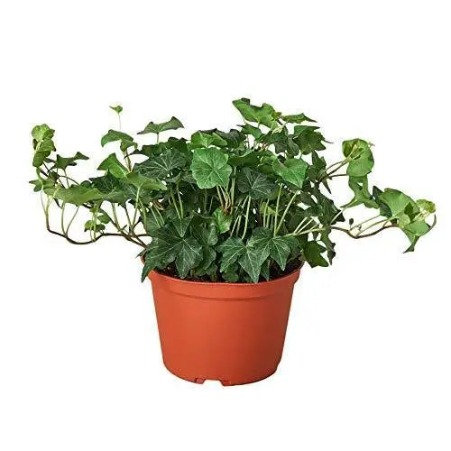 English Ivy Green California - House Plant Shop