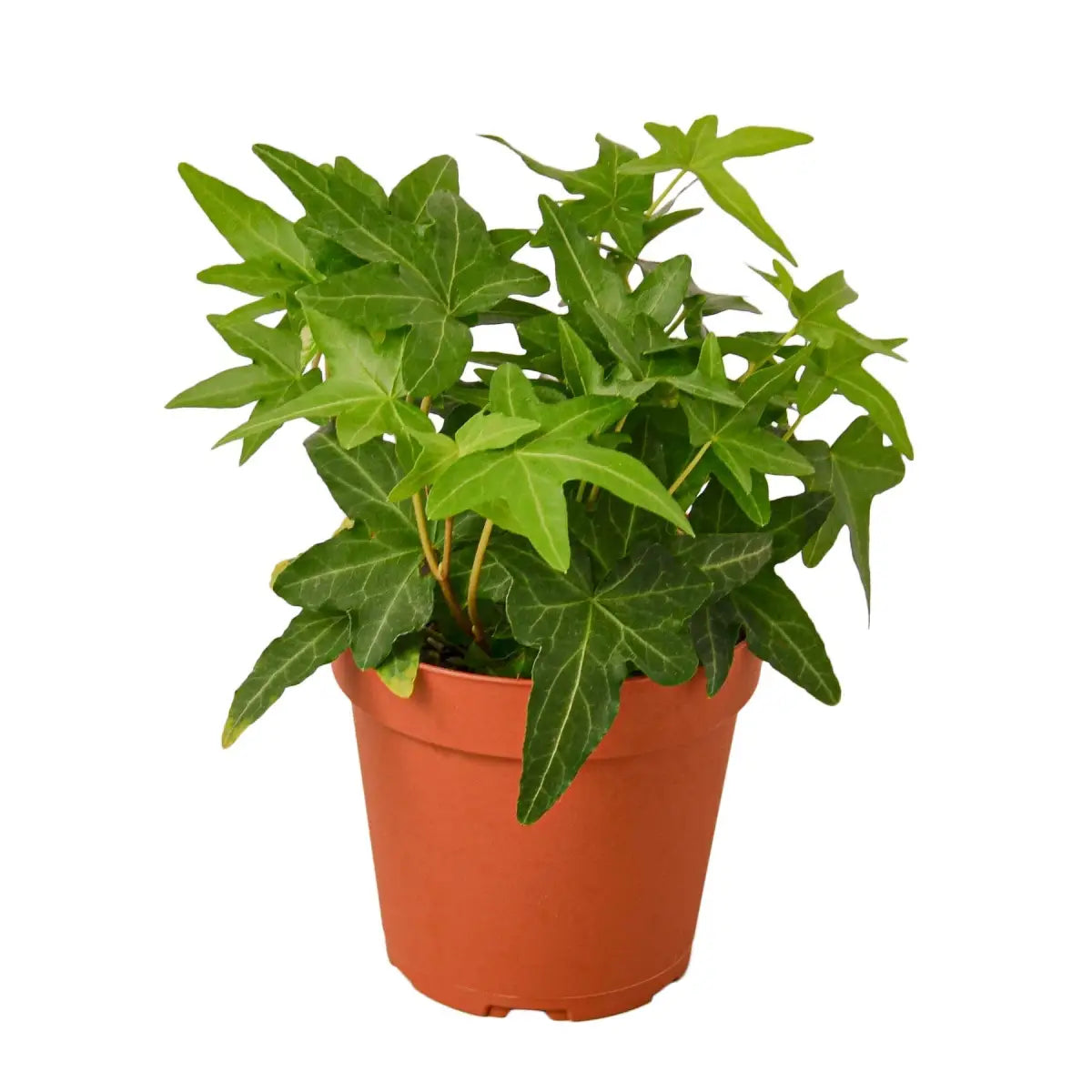 English Ivy Green California - House Plant Shop