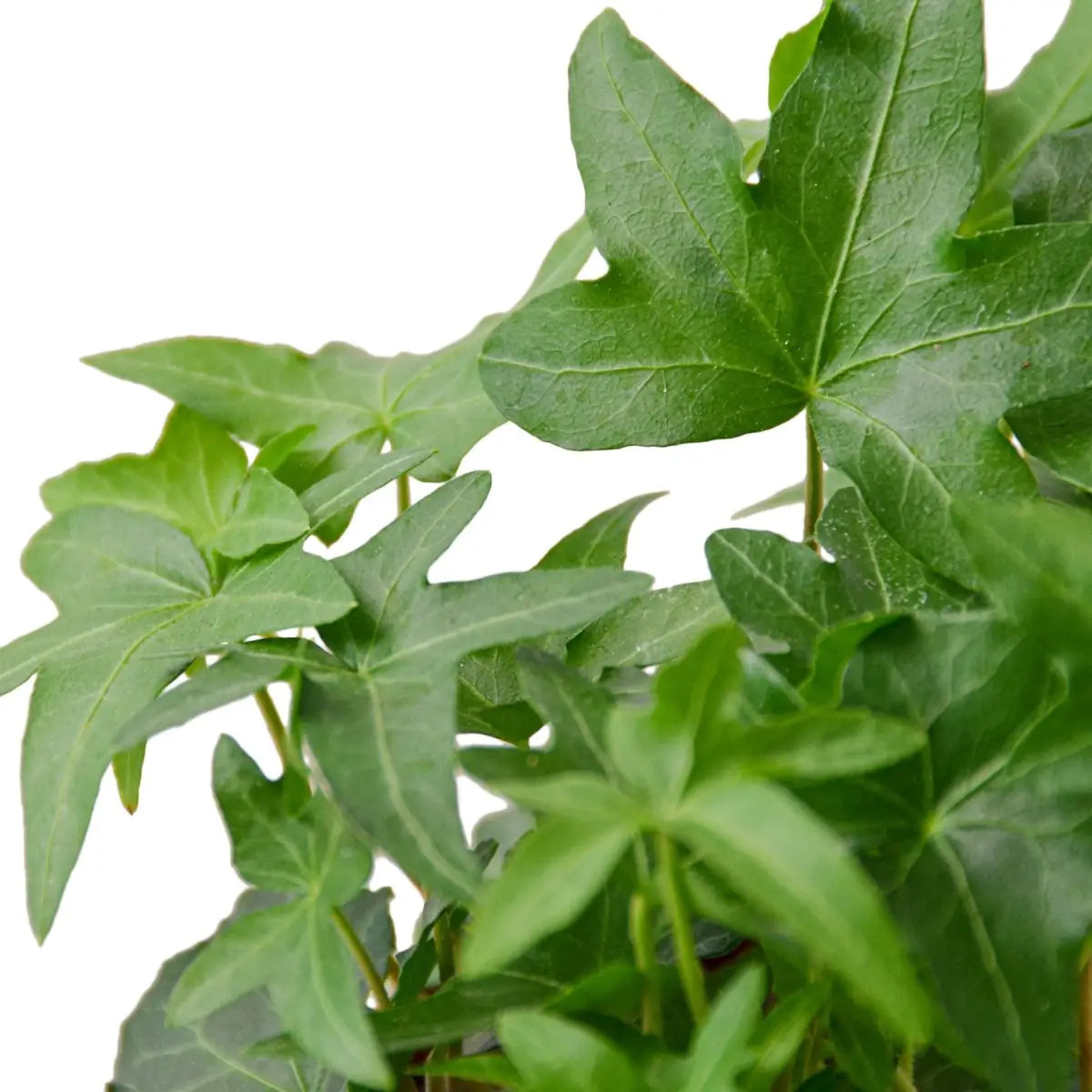 English Ivy Green California - House Plant Shop