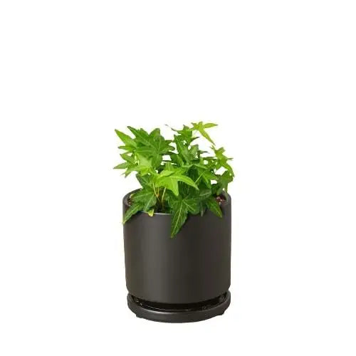 English Ivy Green California - House Plant Shop