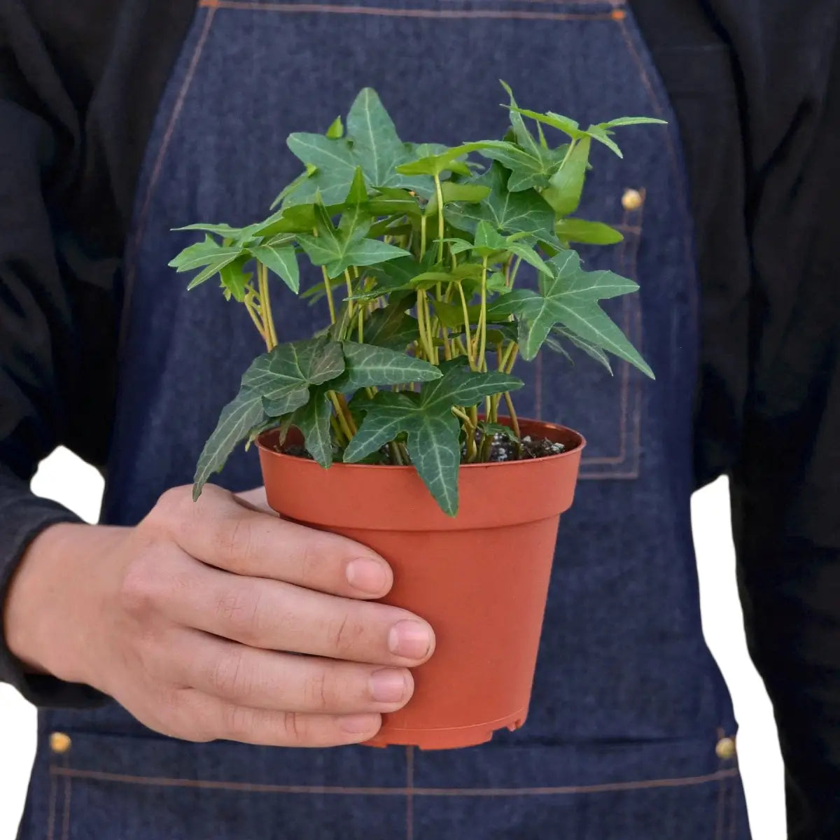 English Ivy Green California - House Plant Shop