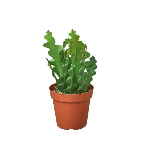 Ric Rac Cactus Plant - Epiphyllum - House Plant Shop