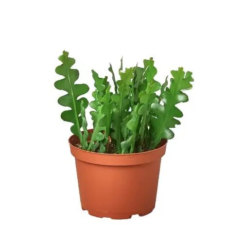 Ric Rac Cactus Plant - Epiphyllum - House Plant Shop