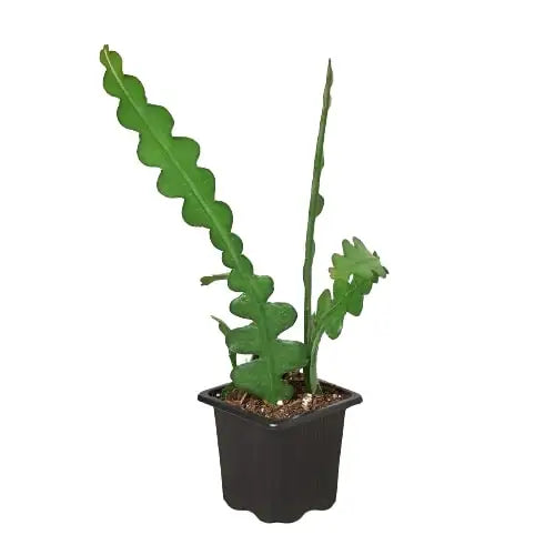 Ric Rac Cactus Plant - Epiphyllum - House Plant Shop