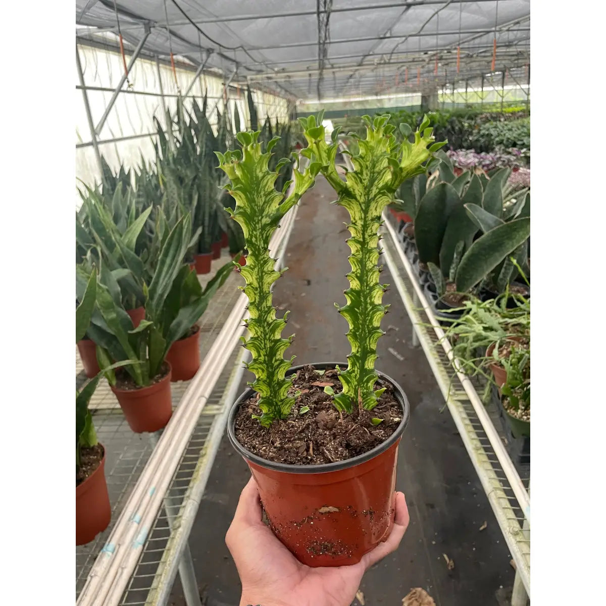 Euphorbia ’Mint Cream’ - House Plant Shop