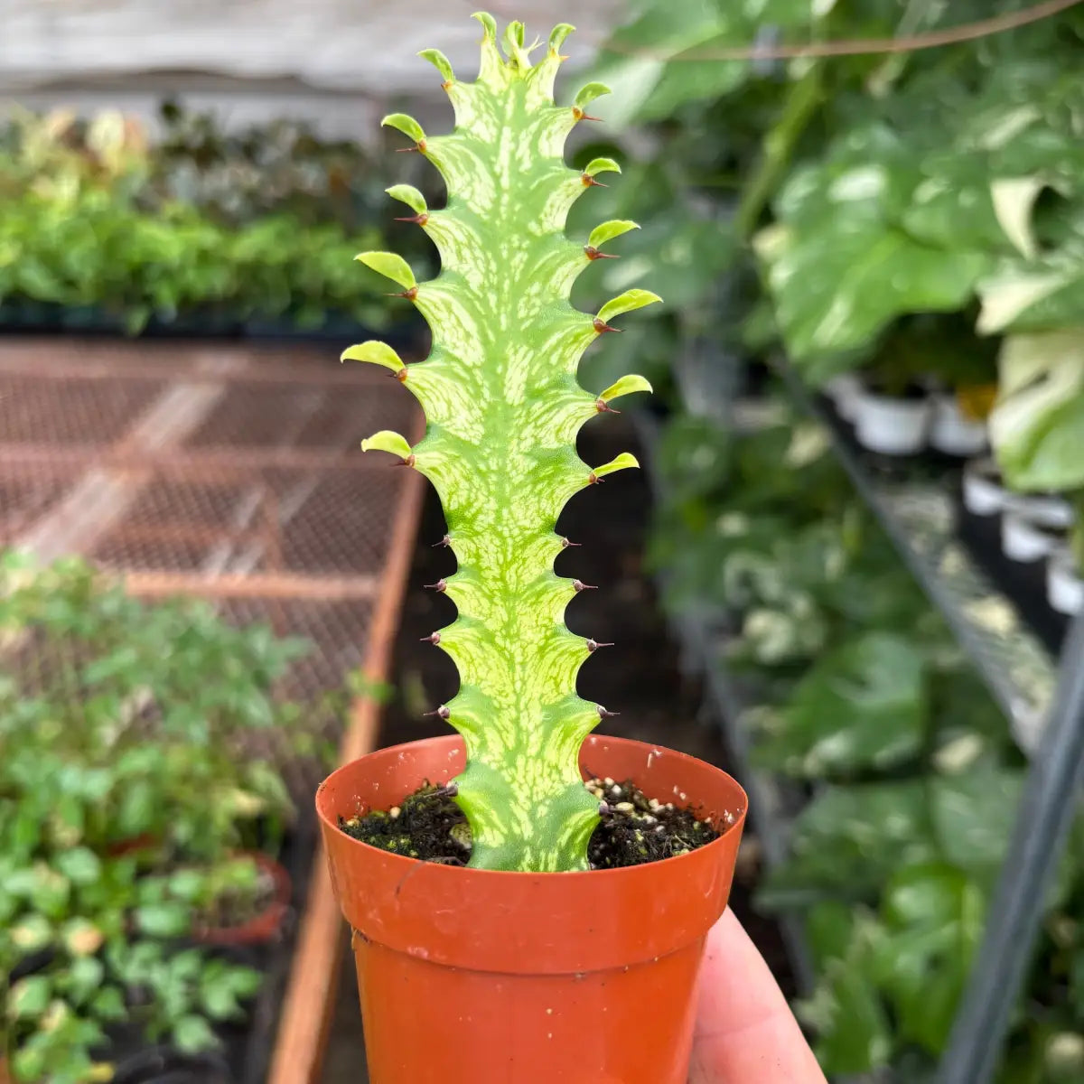 Euphorbia ’Mint Cream’ - House Plant Shop