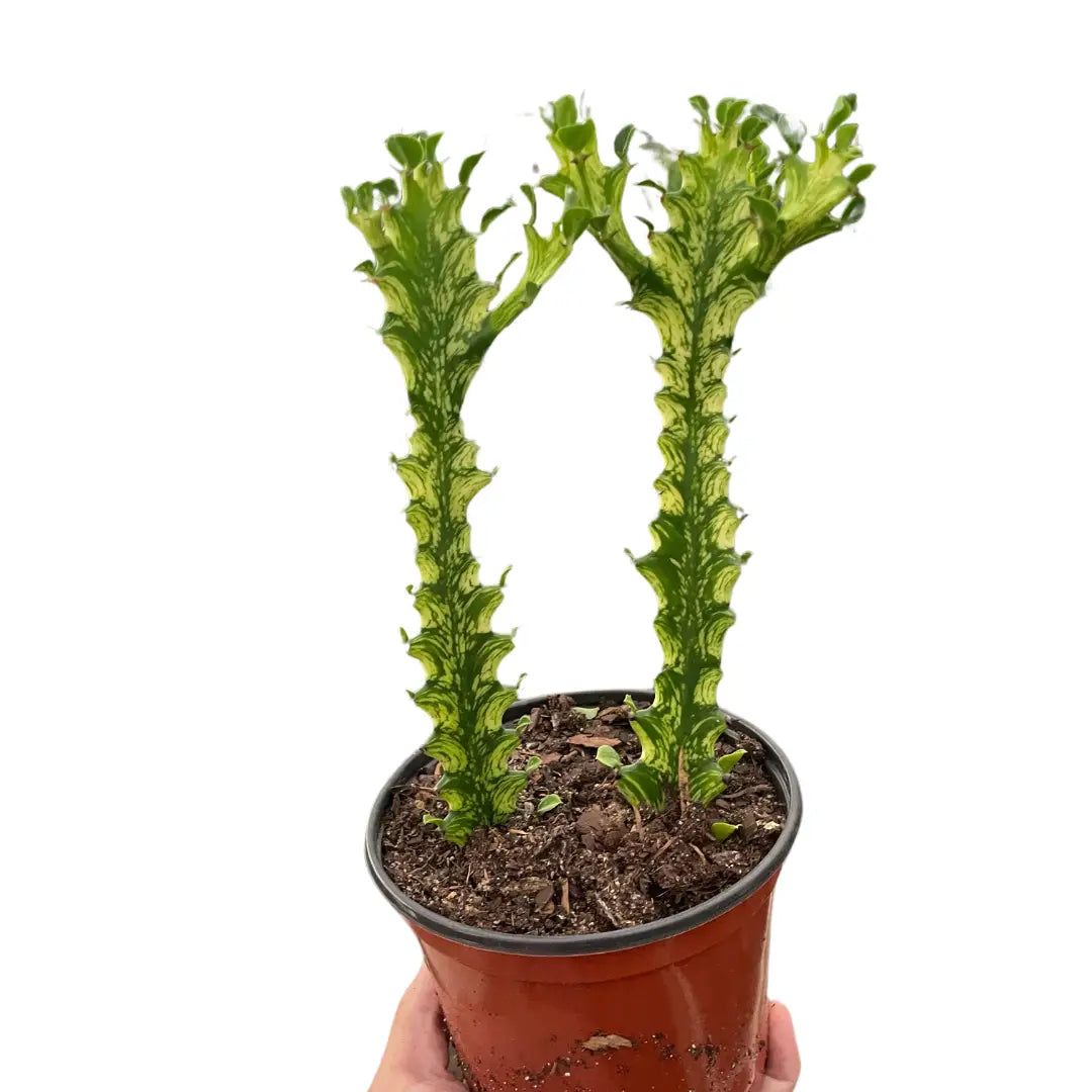 Euphorbia ’Mint Cream’ - House Plant Shop