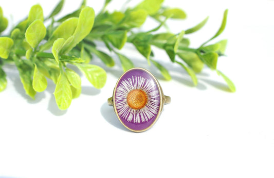 Anillo ovalado Fleabane, talla 8, flor prensada